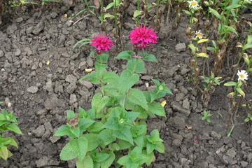 Full length view of two magenta colored flowers of monarda in July