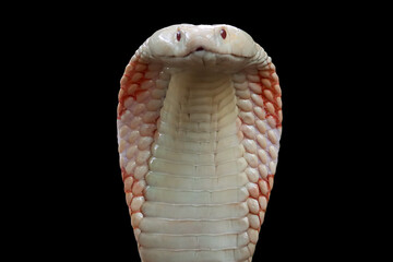 Lucy leucistic monocled cobra (Naja kaouthia) closeup head. Clooseup head naja kaouthia isolated on black backkground