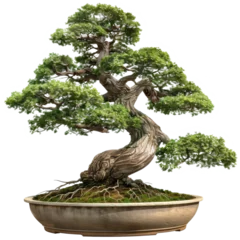 Fototapete Rund bonsai tree isolated on a transparent background © PNG Land