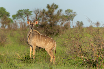Kudu male in searching for food in the Kruger National Park in South Africa