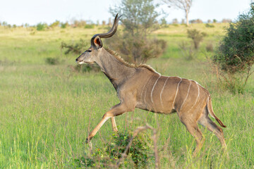 Kudu male in searching for food in the Kruger National Park in South Africa