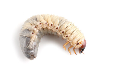 Horn beetle larvae (Oryctes rhinoceros) closeup on isolated background