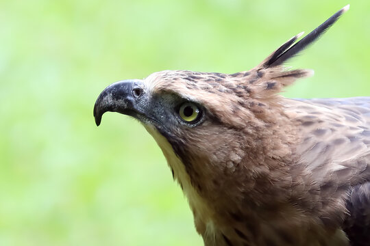 Javan Hawk Eagle ( Nisaetus bartelsi) closeup head