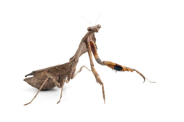 Dead leaf mantis (Deroplatys lobata) closeup isolated on white background
