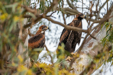 big native bird wedgetail eagle in a nest in a gum tree in australia