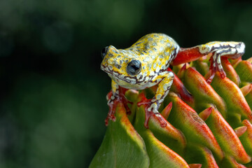 Painted reed frog (Hyperolius marmoratus) closeup on zingiber spectabile, Common reed frog on zingiber spectabile