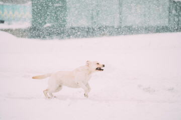 Funny pet labrador dog animal during seasonal activity. beautiful breed dog funny labrador outdoor...