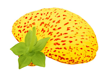 Calceolaria flower isolated on white background. Top view. Flat lay