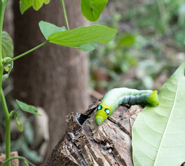 The caterpillar of the Daphnis nerii or oleander hawk-moth is a large green caterpillar with black and white spots resembling eyes. The caterpillar of the army green moth is found on a tree stump.
