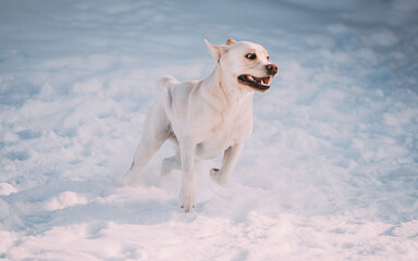 Funny pet labrador dog animal during seasonal activity. beautiful breed dog funny labrador outdoor...