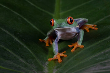 Naklejka premium Red-eyed tree frog closeup on green leaves, Red-eyed tree frog (Agalychnis callidryas) closeup, Exotic animal of rain forest