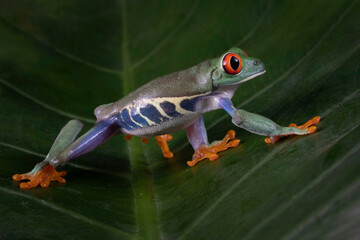 Red-eyed tree frog closeup on green leaves, Red-eyed tree frog (Agalychnis callidryas) closeup, Exotic animal of rain forest