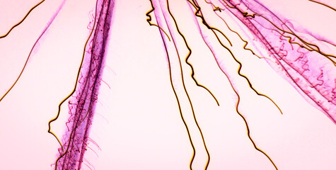 Psychedelic Patterns and Get Lost in an Abstract Masterpiece of Colors and Shapes
