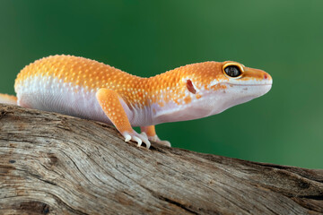 Sunglow leopard gecko on wood, Sunglow leopard gecko closeup