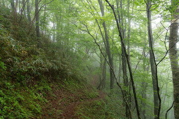 霧に覆われた新緑の森