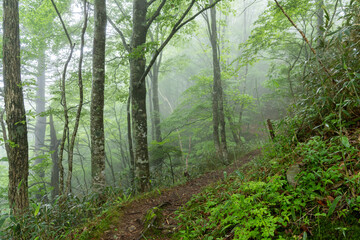 霧に覆われた新緑の森