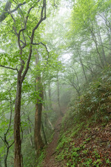 霧に覆われた新緑の森