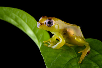 Baby Zhangixalus dulitensis on branch with isolated background, Jade tree frog on branch