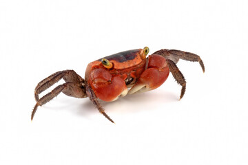 Feale red apple crab or chameleon crab closeup on white background, Red apple on isolated background
