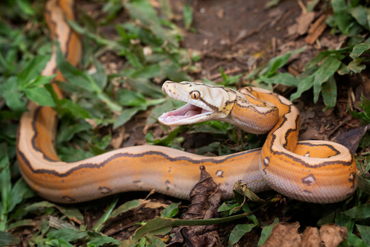 Reticulatus python morph albino motley orange&nbsp;glow, Reticulatus python snake, Reticulatus python  ready to attack