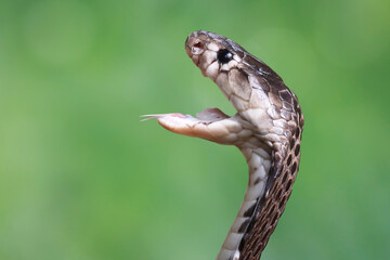 Naja sputatrix closeup on isolated background, Javanese cobra snake closeup in a defensive position