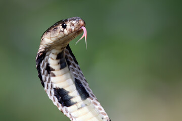 Naja sputatrix closeup on isolated background, Javanese cobra snake closeup in a defensive position