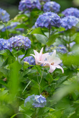 ササユリと紫陽花の花