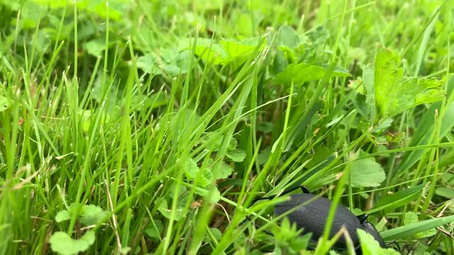 Scared big black beetle run in green grass meadow, Latvian nature