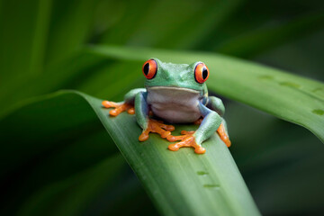 Red-eyed tree frog closeup on green leaves, Red-eyed tree frog (Agalychnis callidryas) closeup, Exotic animal of rain forest