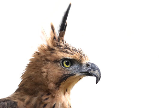 Javan Hawk Eagle (Nisaetus bartelsi) closeup head isolated on white background