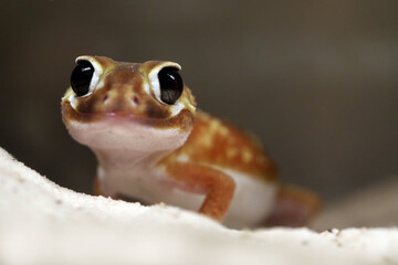 Smooth Knob-tailed Gecko (Nephrurus levis pilbarensis) closeup on sand