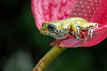 Painted reed ffrog (Hyperolius marmoratus) closeup red anthurium flower, Common reed frog on red anthurium flower