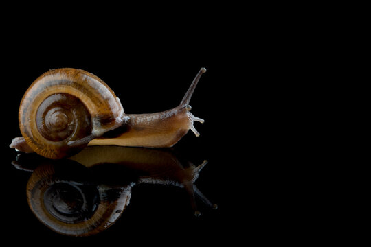 Small snail crawls across glass on black background