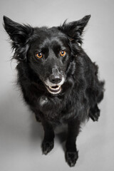 a black border collie dog sitting in the studio on a grey background looking happy