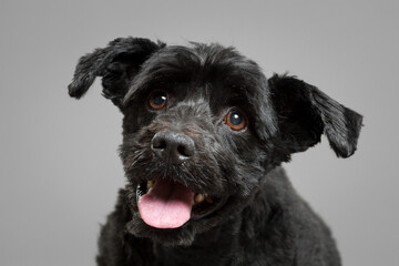 a small black mixed breed dog close up head portrait in the studio on a grey background looking happy