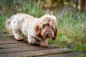 long haired dachshund