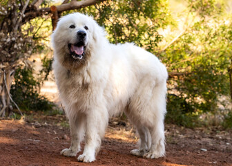 golden retriever in the park