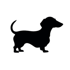 dachshund dog vector illustration isolated on white