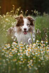 border collie dog with blue eyes portrain in the sunset field with blossom chamomiles