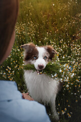 border collie dogs with their owner in the sunset field with blossom chamomiles