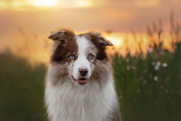 border collie dog with blue eyes portrain in the sunset field with  green plants