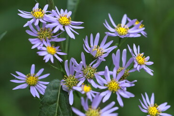 十五夜の時期に咲く薄紫の花