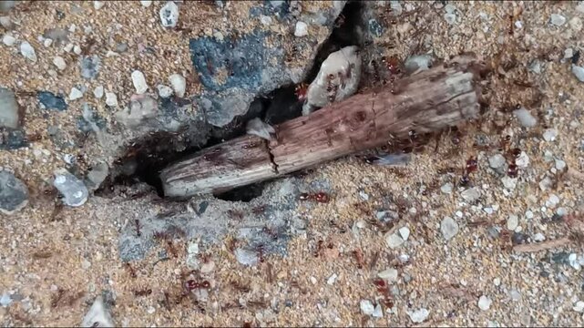 nid de fourmis, en gros plan