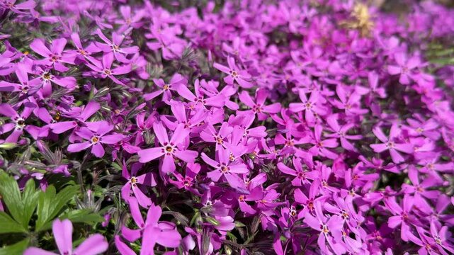Phlox subulata or creeping phlox purple flower bed close-up.