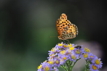 十五夜の時期に咲く薄紫の花