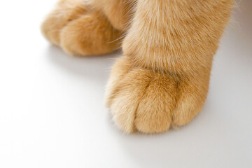 Ginger cat paw on the table. Happy tabby cat relaxing at home.