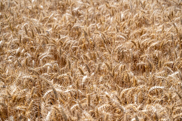 champs de blé mur juste avant la moisson en été