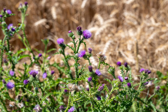 fleurs sauvage au bord d'un champs de bl&eacute; en &eacute;t&eacute;
