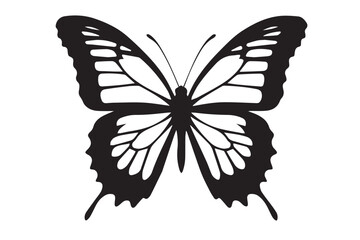 butterfly illustration