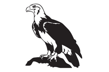 eagle on white